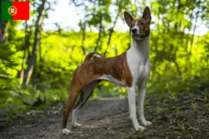 Lees meer over het artikel Basenji fokkers en pups in Portugal