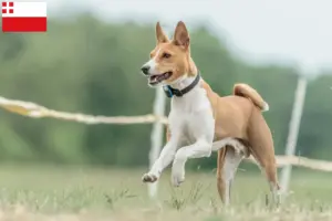 Lees meer over het artikel Basenji fokkers en pups in Utrecht