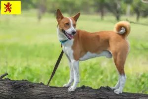 Lees meer over het artikel Basenji fokkers en pups in Zuid-Holland