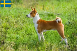 Lees meer over het artikel Basenji fokkers en pups in Zweden