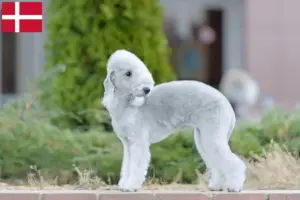 Lees meer over het artikel Bedlington Terrier fokkers en pups in Denemarken