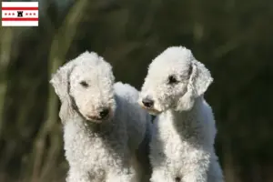 Lees meer over het artikel Bedlington Terrier fokkers en pups in Drenthe