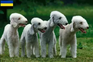 Lees meer over het artikel Bedlington Terrier fokkers en pups in Gelderland