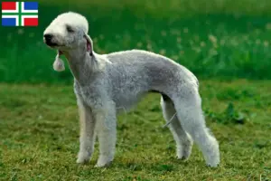 Lees meer over het artikel Bedlington Terrier fokkers en pups in Groningen