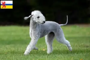 Lees meer over het artikel Bedlington Terrier fokkers en pups in Limburg