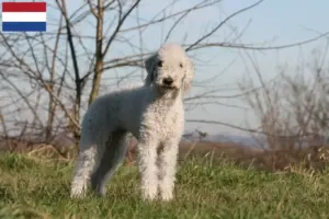 Lees meer over het artikel Bedlington Terrier fokkers en puppies in Nederland