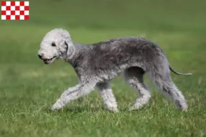 Lees meer over het artikel Bedlington Terrier fokkers en pups in Noord-Brabant