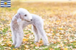 Lees meer over het artikel Bedlington Terrier fokkers en pups in Zeeland