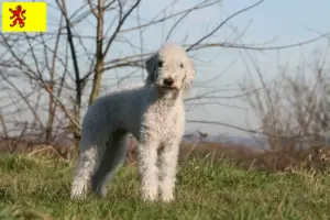 Lees meer over het artikel Bedlington Terrier fokkers en pups in Zuid-Holland