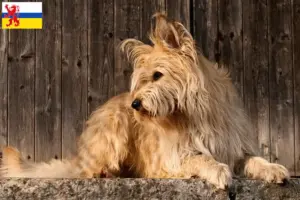 Lees meer over het artikel Berger de Picardie fokkers en pups in Limburg