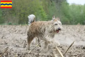 Lees meer over het artikel Berger de Picardie fokkers en pups in Overijssel