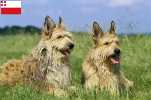 Lees meer over het artikel Berger de Picardie fokkers en pups in Utrecht