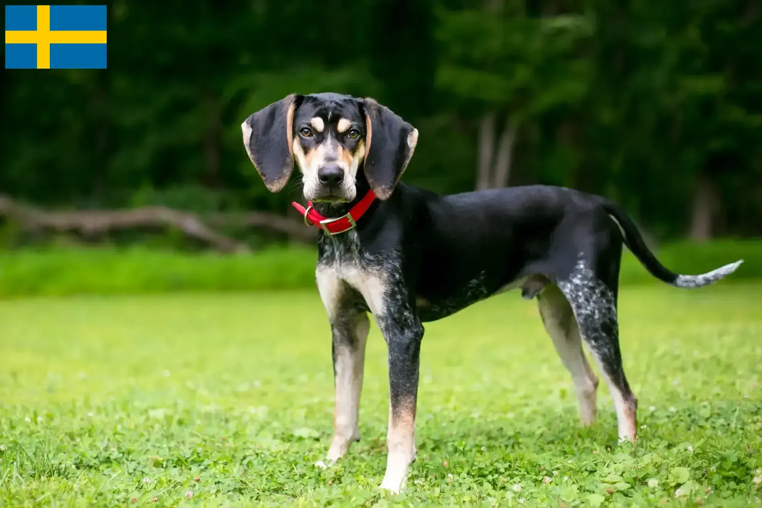 Lees meer over het artikel Bluetick Coonhound fokkers en pups in Zweden