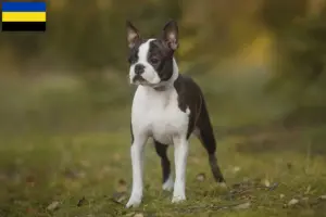 Lees meer over het artikel Boston Terrier fokkers en pups in Gelderland