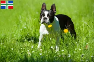 Lees meer over het artikel Boston Terrier fokkers en pups in Groningen