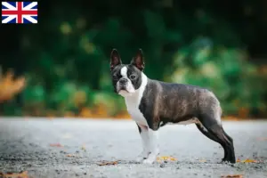 Lees meer over het artikel Boston Terrier fokkers en puppies in Groot-Brittannië