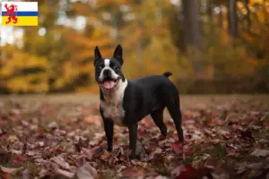 Lees meer over het artikel Boston Terrier fokkers en pups in Limburg