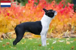 Lees meer over het artikel Boston Terrier fokkers en pups in Nederland