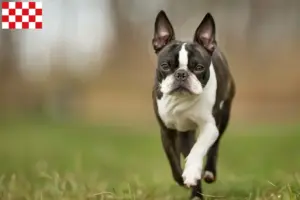 Lees meer over het artikel Boston Terrier fokkers en pups in Noord-Brabant