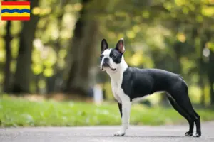 Lees meer over het artikel Boston Terrier fokkers en pups in Overijssel