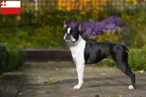 Lees meer over het artikel Boston Terrier fokkers en pups in Utrecht