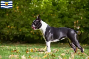 Lees meer over het artikel Boston Terrier fokkers en pups in Zeeland