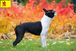 Lees meer over het artikel Boston Terrier fokkers en pups in Zuid-Holland