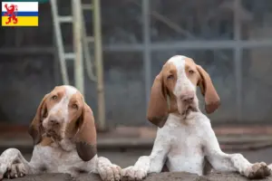 Lees meer over het artikel Bracco Italiano fokkers en pups in Limburg