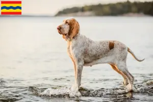 Lees meer over het artikel Bracco Italiano fokkers en pups in Overijssel