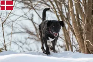 Lees meer over het artikel Cão Fila de São Miguel fokkers en pups in Denemarken