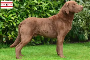 Lees meer over het artikel Chesapeake Bay Retriever fokkers en pups in Drenthe