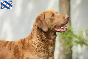 Lees meer over het artikel Chesapeake Bay Retriever fokkers en pups in Friesland