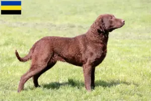 Lees meer over het artikel Chesapeake Bay Retriever fokkers en pups in Gelderland