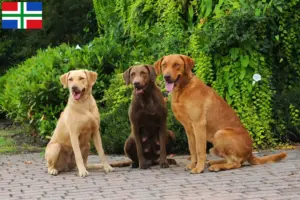 Lees meer over het artikel Chesapeake Bay Retriever fokkers en pups in Groningen