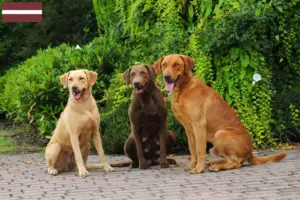 Lees meer over het artikel Chesapeake Bay Retriever fokkers en pups in Letland