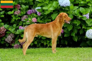 Lees meer over het artikel Chesapeake Bay Retriever fokkers en pups in Litouwen