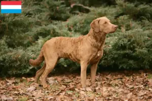 Lees meer over het artikel Chesapeake Bay Retriever fokkers en puppies in Luxemburg