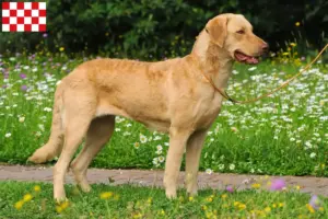 Lees meer over het artikel Chesapeake Bay Retriever fokkers en pups in Noord-Brabant