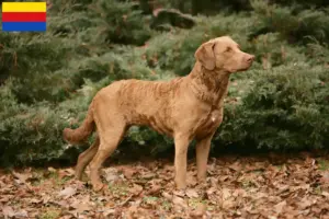 Lees meer over het artikel Chesapeake Bay Retriever fokkers en pups in Noord-Holland