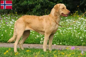 Lees meer over het artikel Chesapeake Bay Retriever fokkers en puppies in Noorwegen