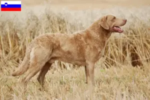 Lees meer over het artikel Chesapeake Bay Retriever fokkers en puppies in Slovenië