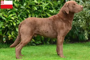 Lees meer over het artikel Chesapeake Bay Retriever fokkers en pups in Utrecht