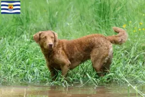 Lees meer over het artikel Chesapeake Bay Retriever fokkers en pups in Zeeland