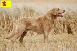 Lees meer over het artikel Chesapeake Bay Retriever fokkers en pups in Zuid-Holland