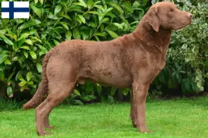 Lees meer over het artikel Chesapeake Bay Retriever fokkers en pups in Finland