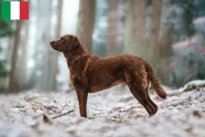 Lees meer over het artikel Chesapeake Bay Retriever fokkers en puppies in Italië