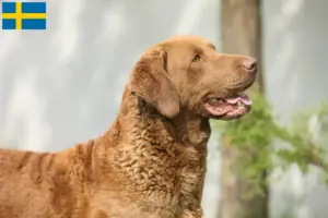 Lees meer over het artikel Chesapeake Bay Retriever fokkers en pups in Zweden