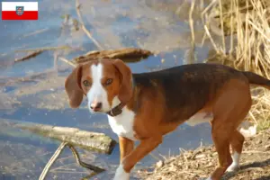 Lees meer over het artikel Duitse Bracke fokkers en pups in Thüringen