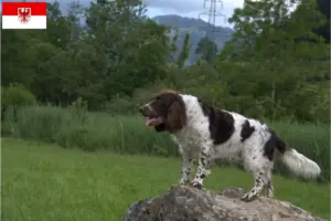 Lees meer over het artikel Duitse waakhond fokkers en puppies in Brandenburg