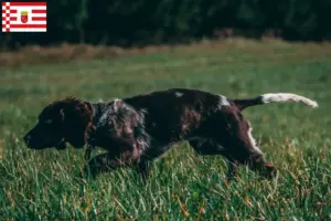 Lees meer over het artikel Duitse waakhond fokkers en puppies in Bremen